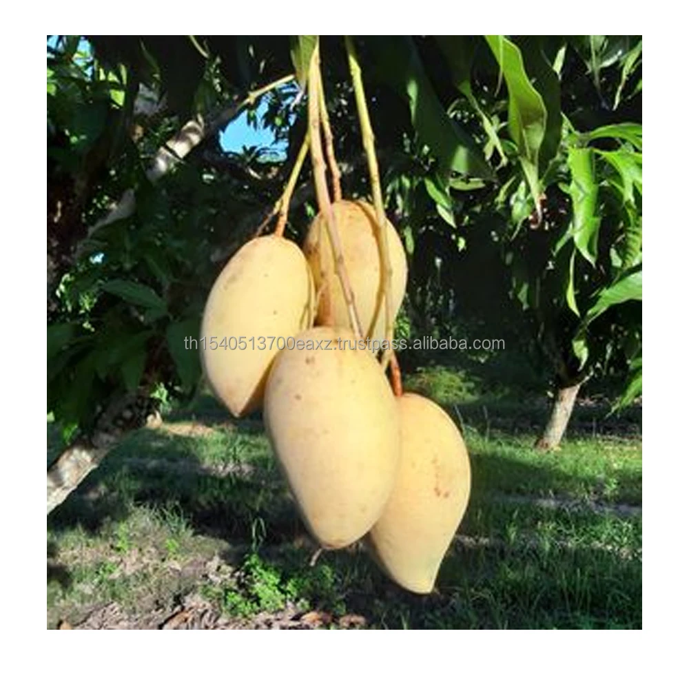 Тайский манго Премиум манго фрукты (тайский нудукмай) (Золотой цветок)