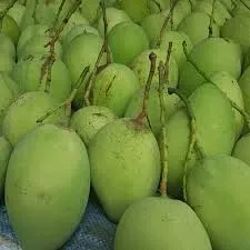 Fresh mango best price/Frozen mango from Vietnam