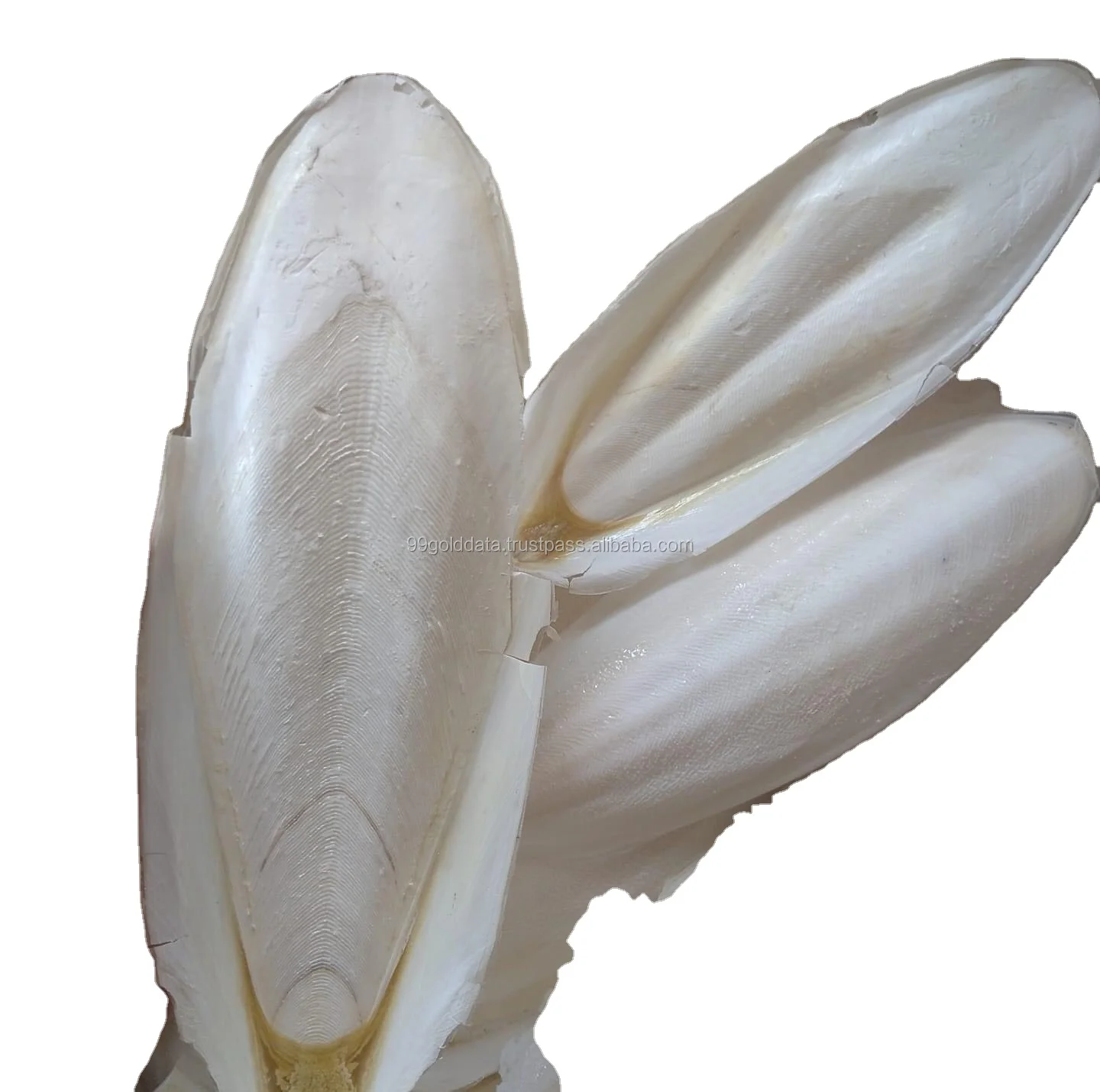 WHOLESALE CUTTLE FISH CUTTLEBONE SQUID BONE COMPETITIVE PRICE VIETNAM PRODUCT
