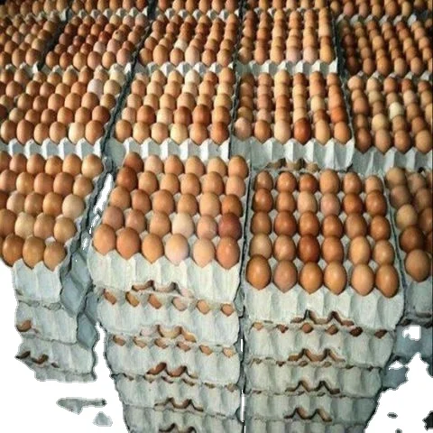 Chicken Cobb 500 Broiler Eggs fresh