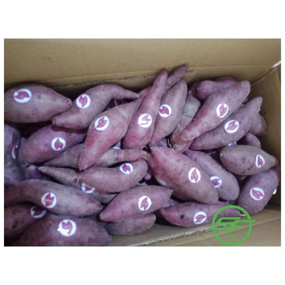 Factory price sweet potatoes organic vegetable origin Vietnam fresh sweet potato Purple color for export in bulk