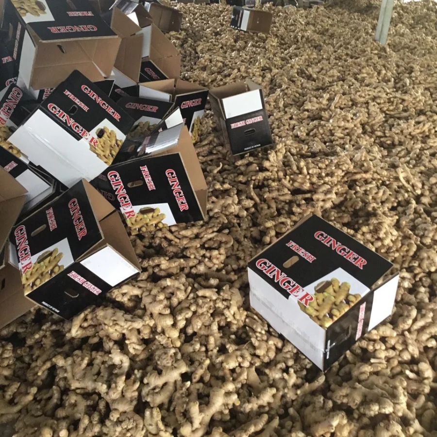 [Лидер продаж 2022] Высокое качество оптовая продажа хорошая цена органический свежий молодой имбирь полезный для здоровья из Вьетнама