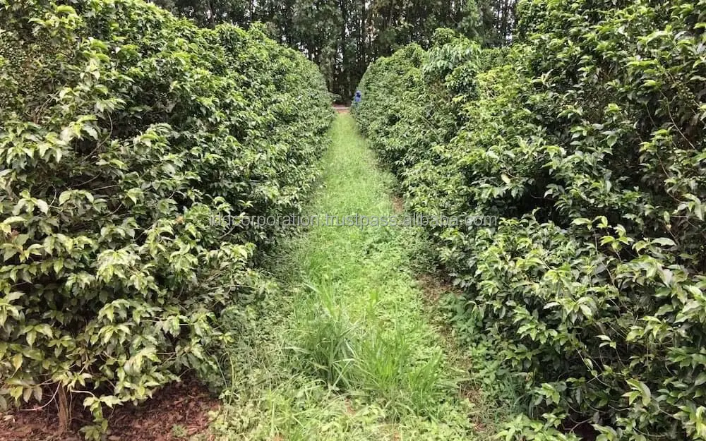 Хит продаж новый урожай зеленый зерновой кофе Robusta/Арабика цельные бобы высокое качество жареный Лучшая цена