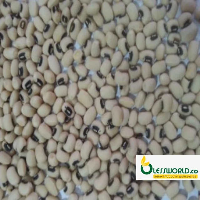 New crop black eye bean/white cow pea bean для продажи, натуральный сушеный черный глаз