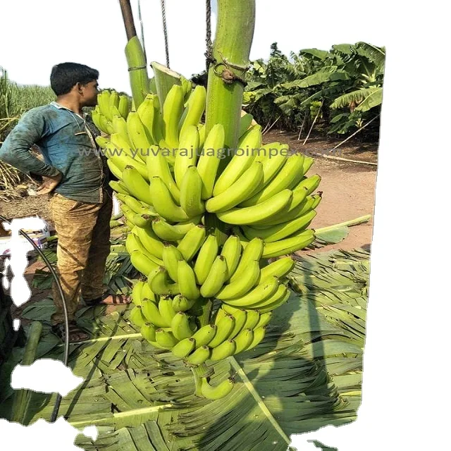 Wholesale High Quality Harvested fresh Green Cavendish Banana for Germany / all Gulf Countries at Factory Price from India