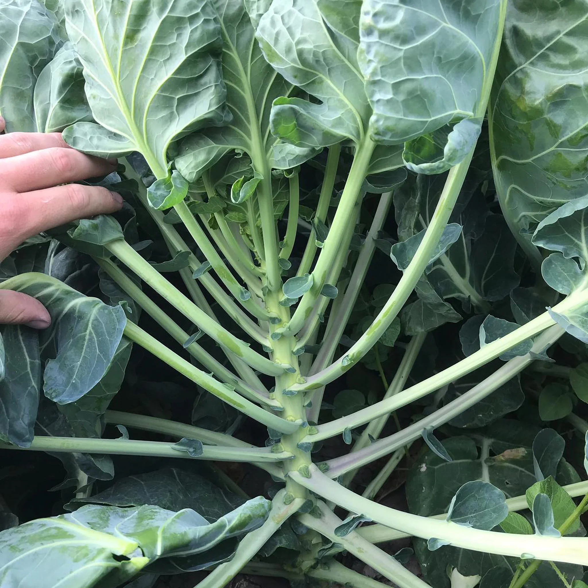 Высокое качество другие свежие овощи чистые оптовая продажа размер A 25-35 мм семена брюселя поставщик овощей оптом