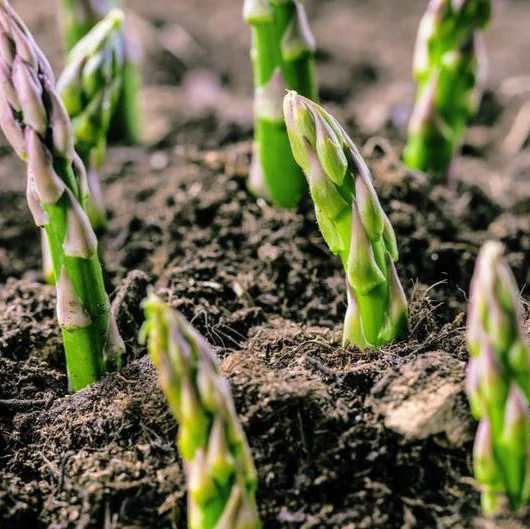 Свежий зеленый спаржа по конкурентоспособной цене, поставщик из Вьетнама