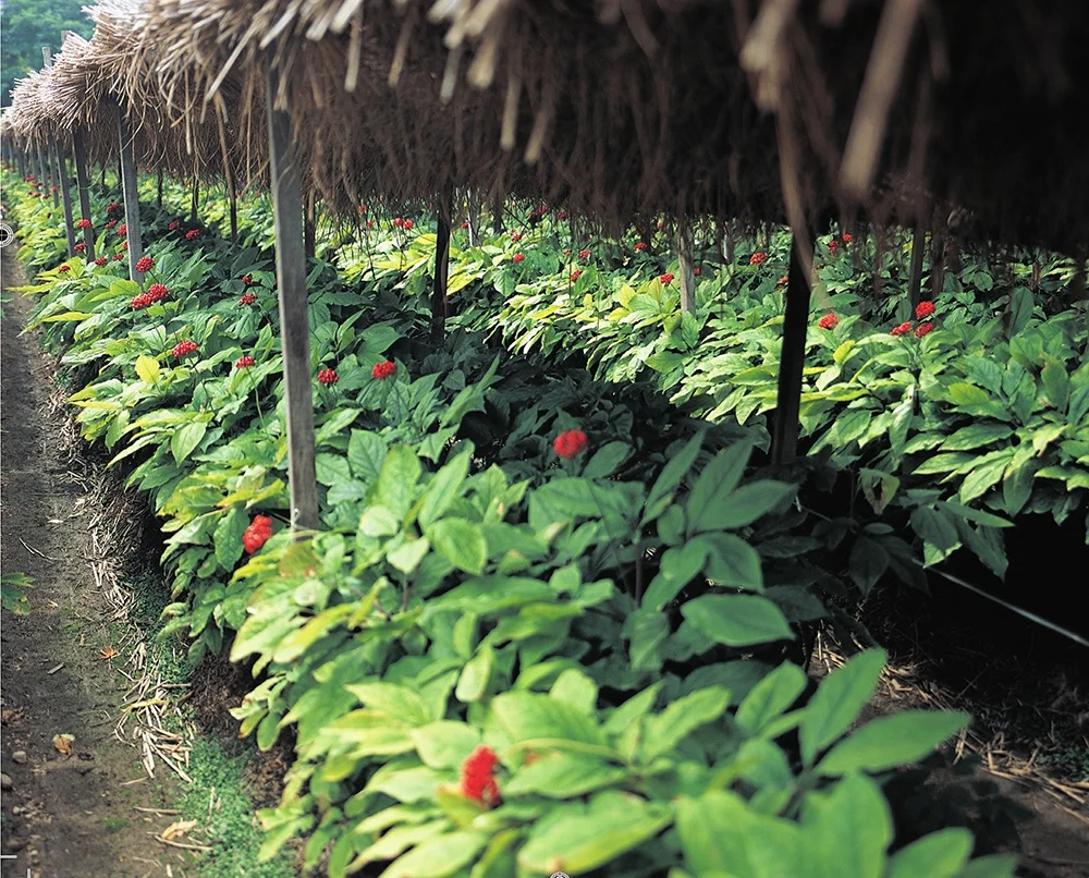 Korean Red Ginseng Powder in bulk_Best Health Functional Foods selected 6 years Korean red ginseng 100%