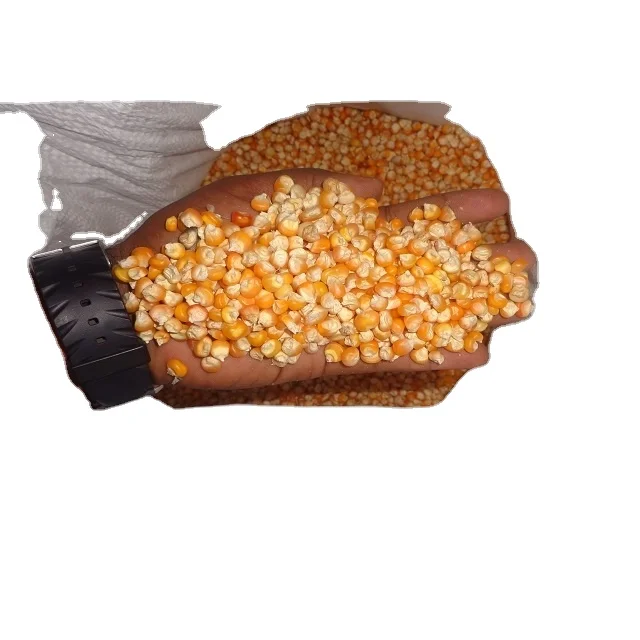 Indian Yellow Maize Crop latest 2022 Stock Available For Export At Wholesale Rate Ready To Ship Quantity