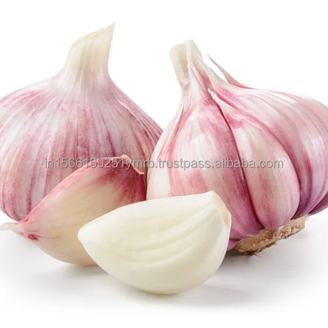 Factory Wholesale Price Fresh Purple White Supplier Export Good Quality Garlic