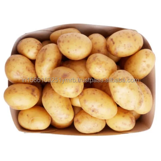 Hot sell for the 100g and up fresh new crop potato from the factory price