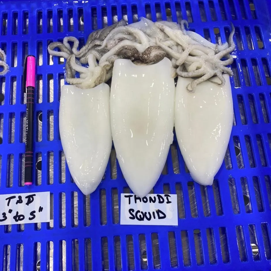 SQUID TUBE AND TENTACLES FROZEN