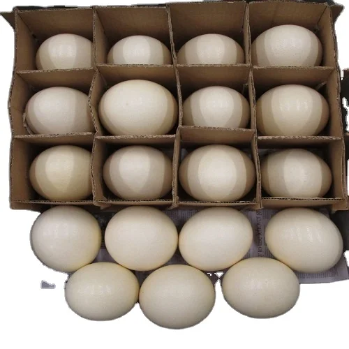 Ostrich Chicks,Ostrich Hatching Eggs for Sale