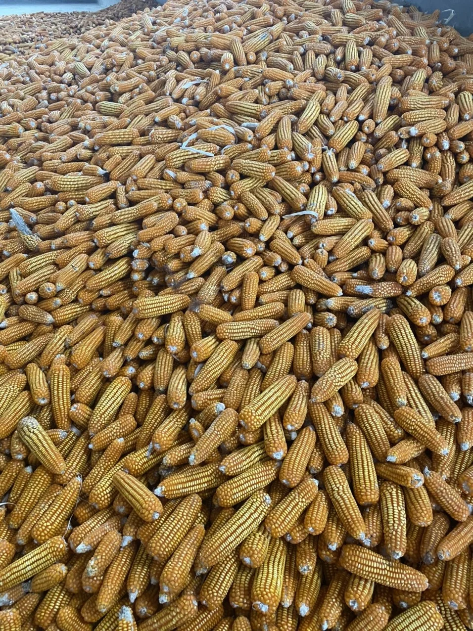 High Quality Yellow Corn 100% Natural Corn Yellow Maize Corn Grit From Son La