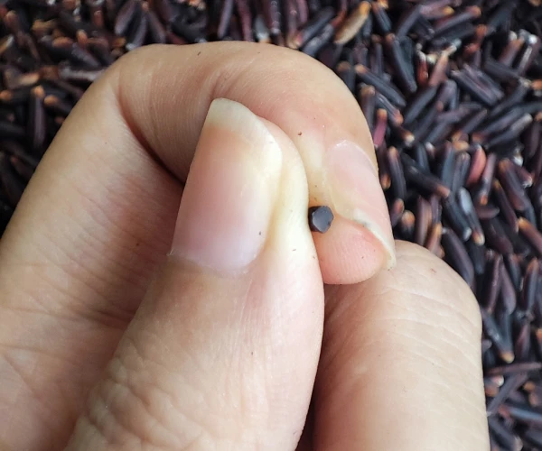 VIETNAM BLACK RICE 5% BROKEN NEW CROP, HEALTHY RICE,  VIETNAMESE RICE HIGH QUALITY WHOLESALE|Ms Emma +84332469432