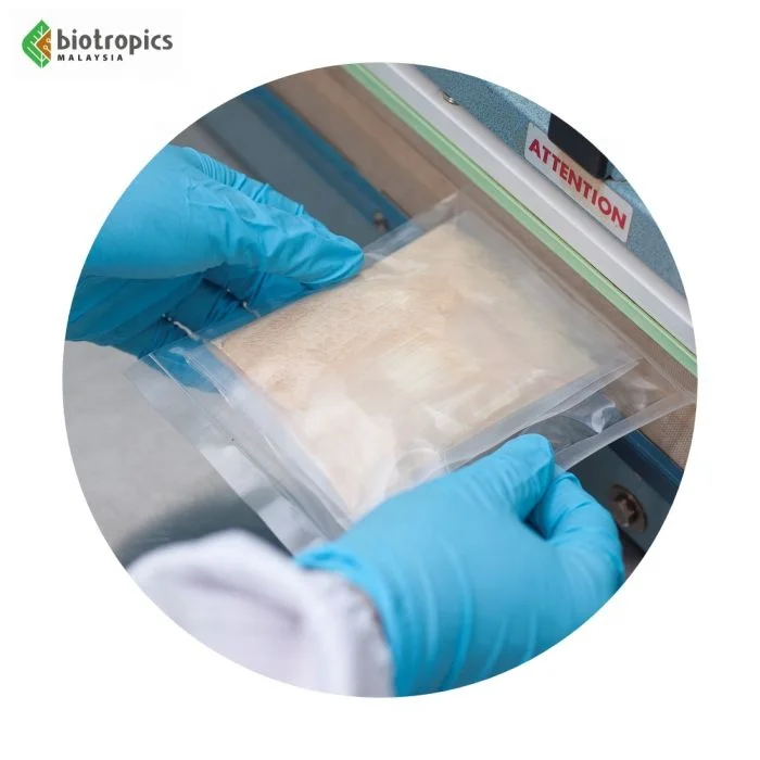 New Premium Standardized Ingredient Eurycoma Longifolia (Tongkat Ali) Roots Extract Harvested & Processed in Malaysia