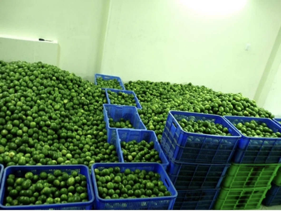 Fresh Seedless Lime Lemon Tropical Fruit Sour Taste Green Lemon For Drinking New Crop 100% Natural