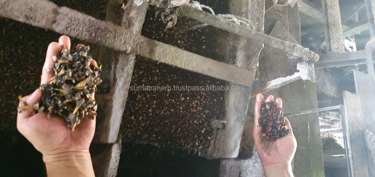  Palm Kernel Nuts Manufacturer Price Origin Indonesia