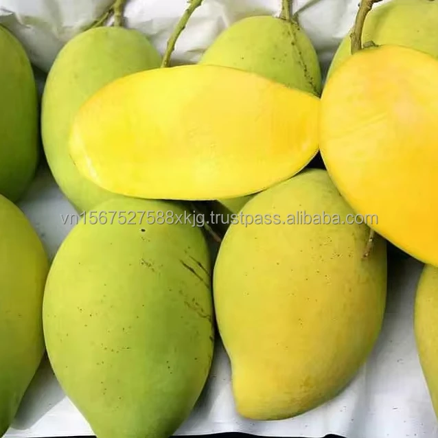 [Hot] Best sale Cat chu mangoes fresh fruit natural high quality exported from in Vietnam