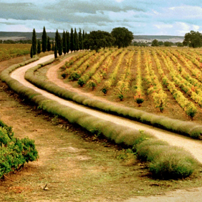 Испанское Красное вино высшего качества Rioja Lagunilla бронированного 1 коробка содержит 6 бутылок Оптом