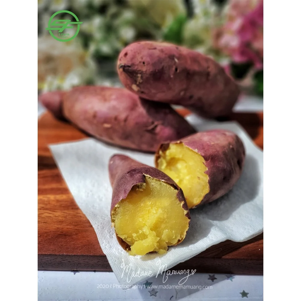  Оптовая продажа свежий сладкий картофель/желтый картофель (Whatsapp/zalo/wechat: + 84 912 964 858)