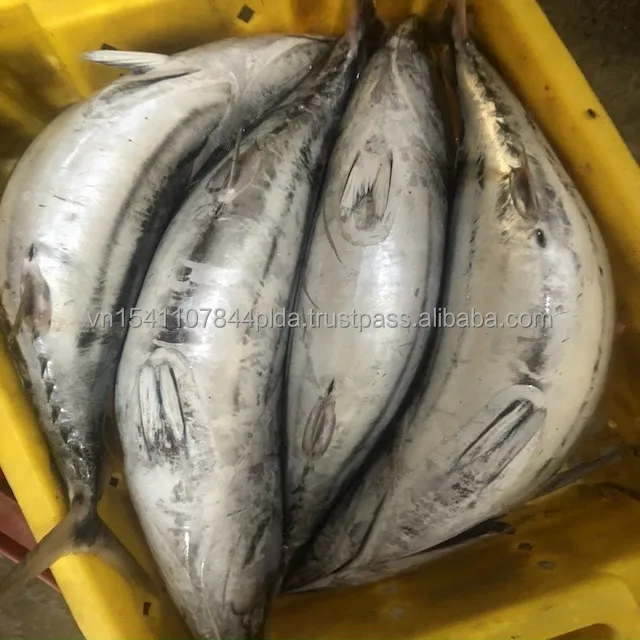 Best quality frozen whole round striped tuna from Viet Nam