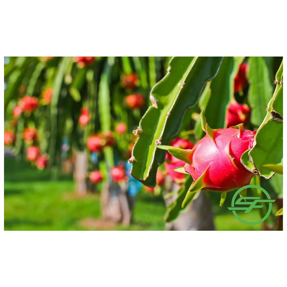 Свежий дракон красный фрукт высокое качество и конкурентоспособная цена на экспорт