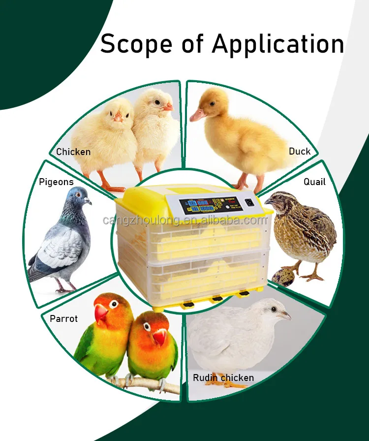 ZZ Fully Automatic Chicken Egg Incubator 48 Capacity Eggs Incubator For Sale