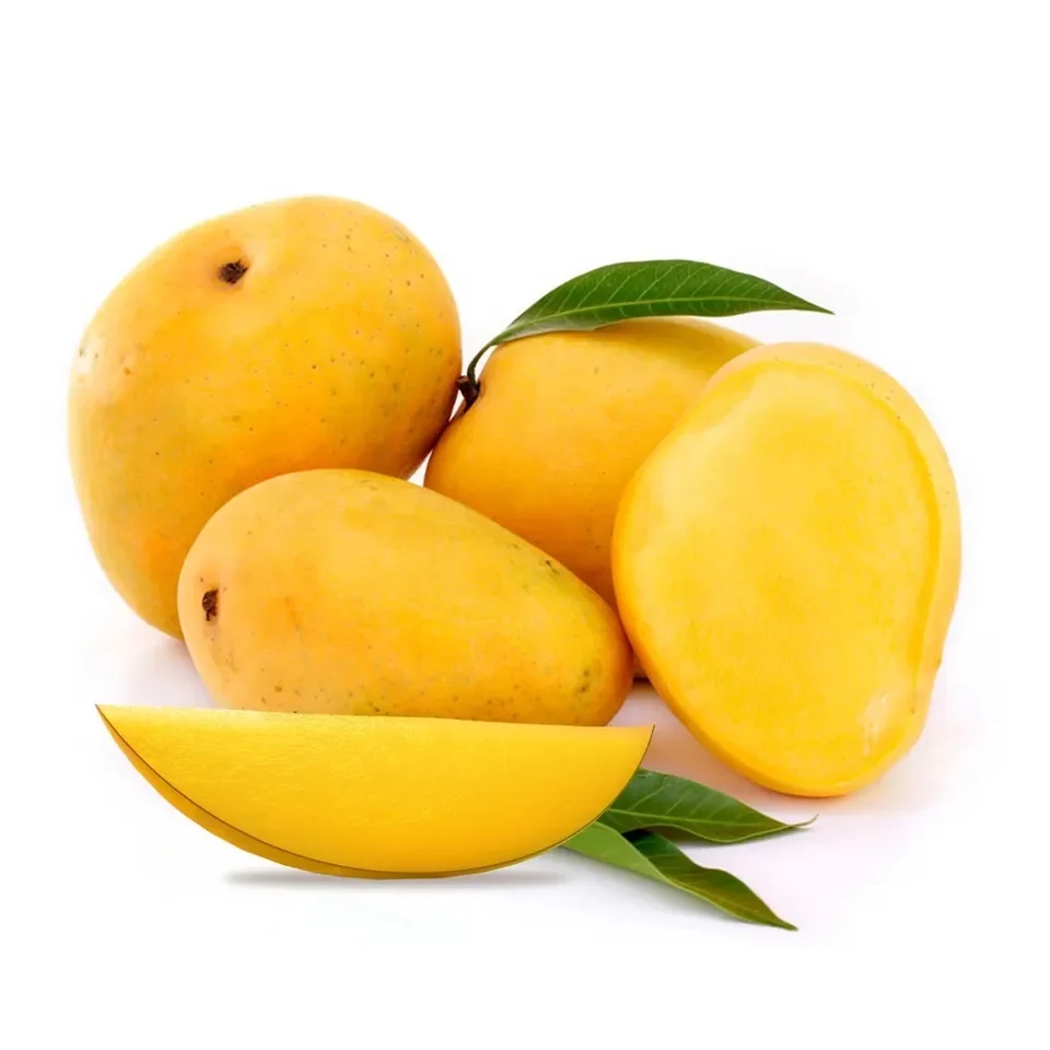 Alphonso mango / Fresh Mango Supplier