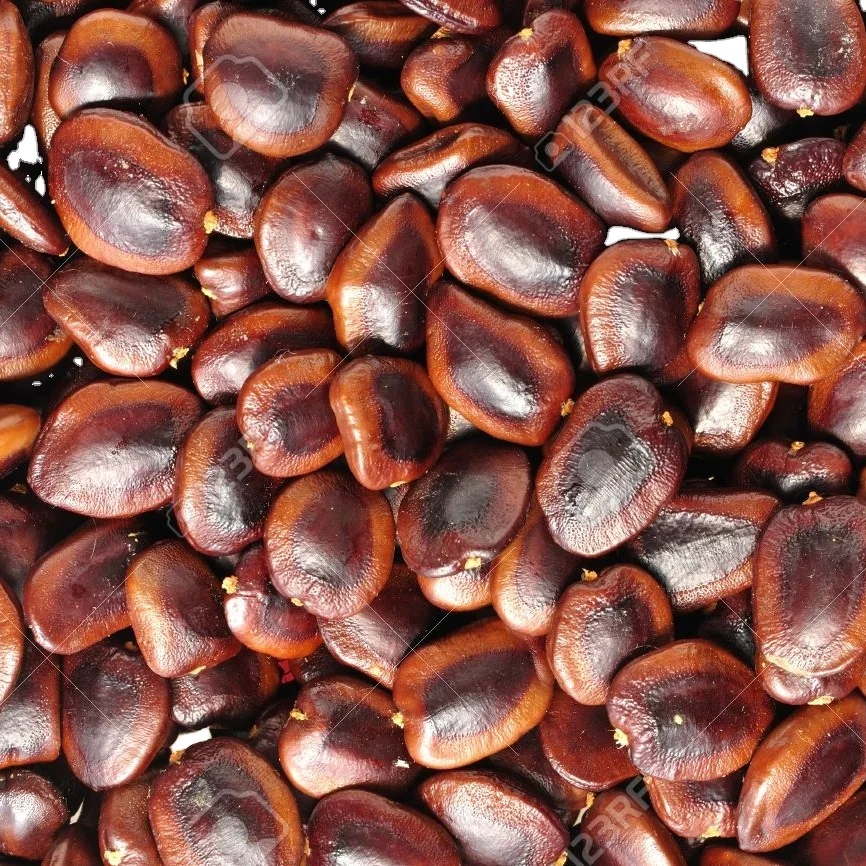 Wholesale In Bulk Quantity Tamarind seeds  Dried pure quality expoter in india