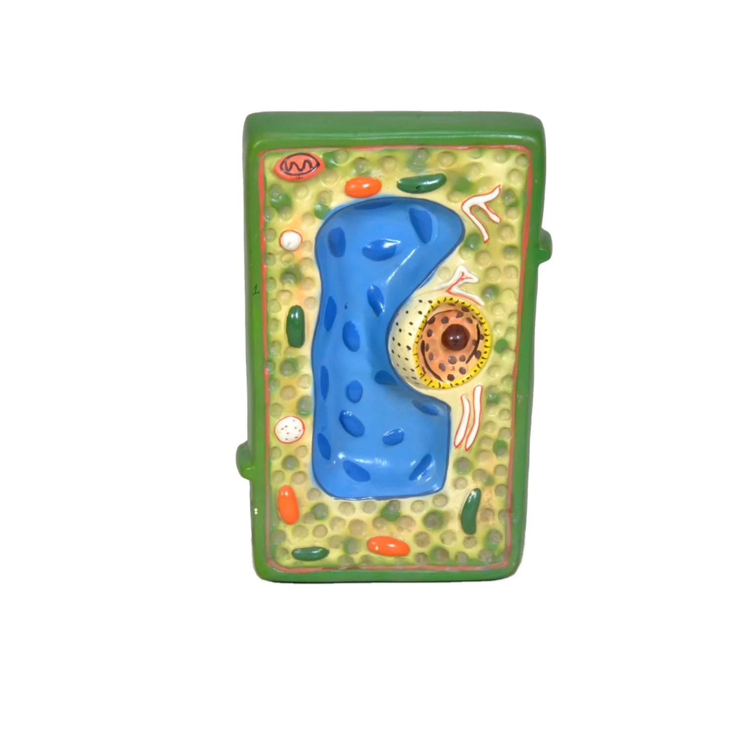 High quality and Best Price Biology Botany Models Plant Cell Dicot Monocot Root Leaf Stem for Teaching Purpose