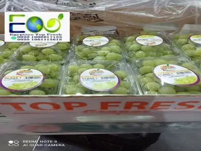 New season 2022 of fresh green grapes without seedlings for the new year ready for export from Egypt