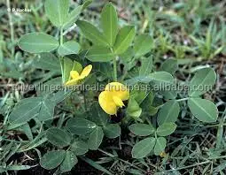 Arachis oil IP/BP/USP/Ph.Eur/NF