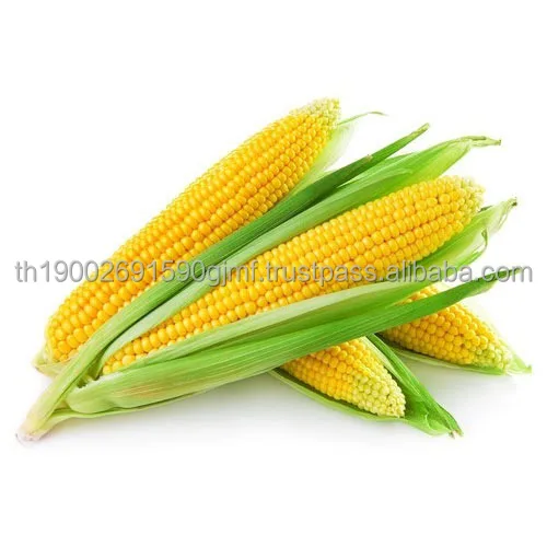fresh-corn-500x500.jpg