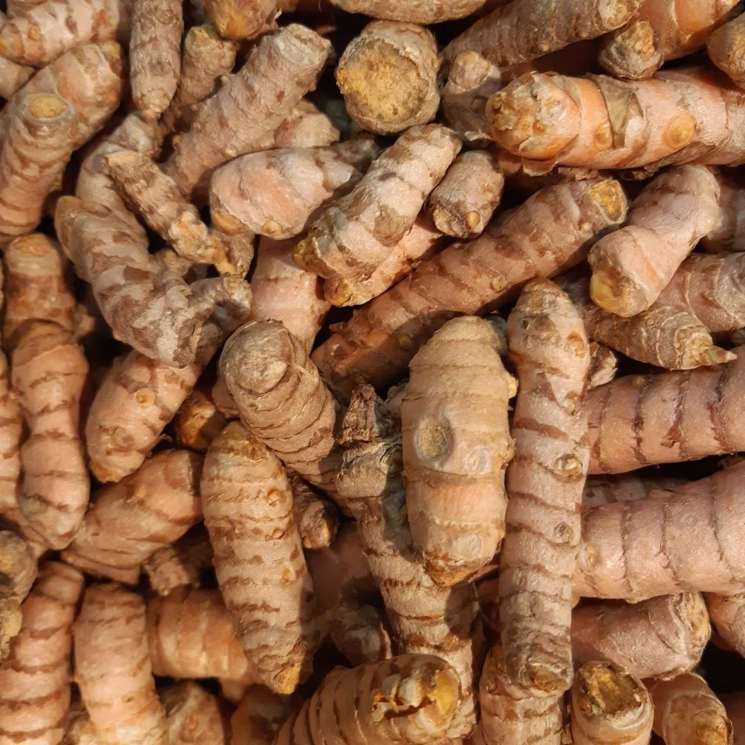 Customized OEM Natural Single Spice Herb Whole Tumeric Wholesale Bulk Quantity Whole Tumeric Exporter From India