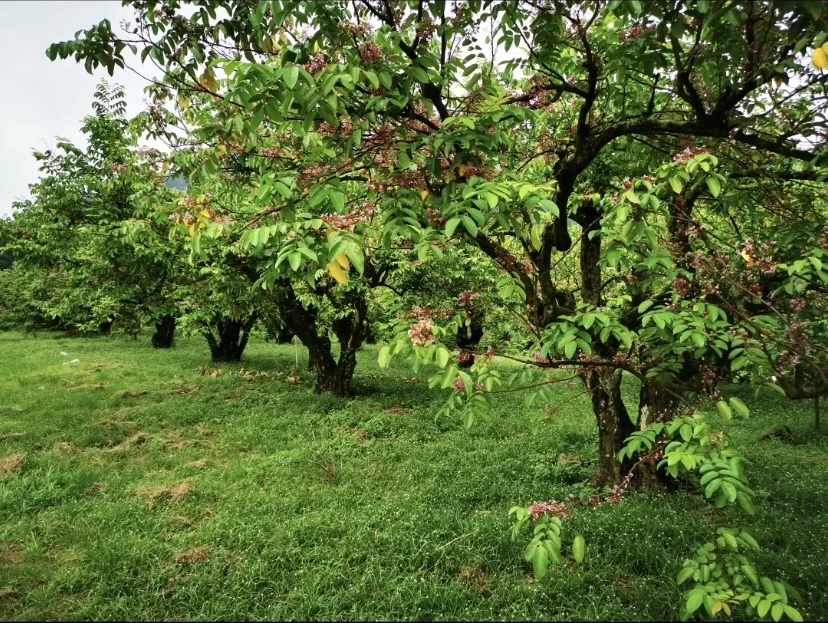 Premium Quality Malaysia Fresh Starfruit Fresh Carambola Natural Organic Cooking Salad Dressing Food Decoration Tropical Fruit