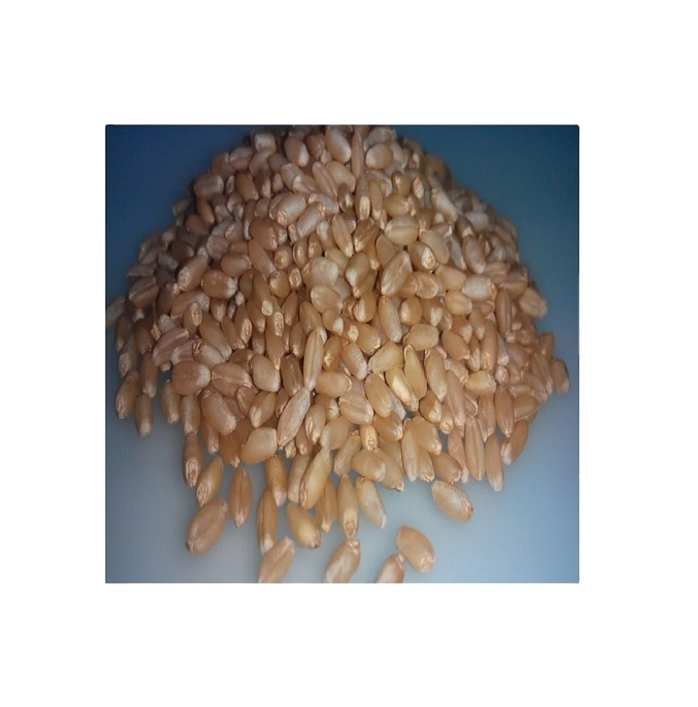 Лучшее качество измельченная пшеничная зерна Пшеница по самой низкой цене от поставщиков из