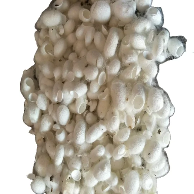 cut & cleaned  Mulberry silk cocoon
