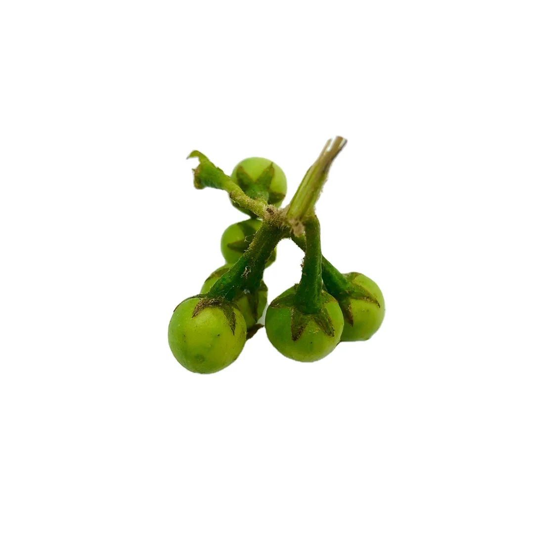 High Premium Quality Export Standard Fresh Vegetable Green Pea Eggplant for Sale