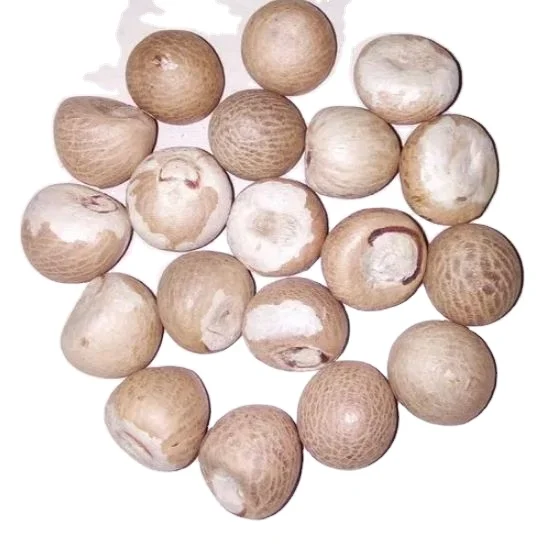 Поставка высококачественных ориентированных на экспорт Новое поступление оптовая продажа низкая цена орехи Betel со стандартом экспорта из