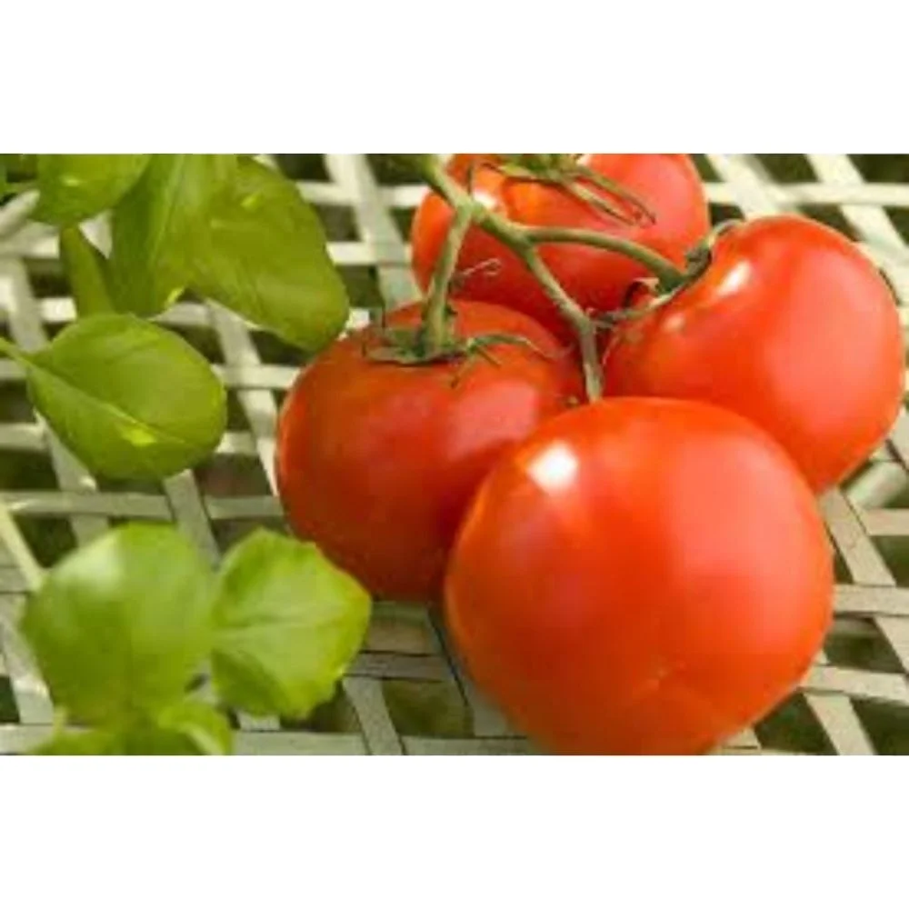 Round shape Tomato Roma VF   verity Tomato Roma VF   OP