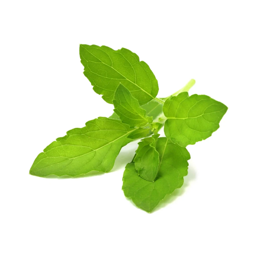 Best Quality Tulsi Leaves Powder For Hair Treatment 100 Gram Packing Custom OEM Private Labelling Available