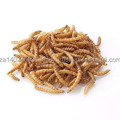 mealworms.jpg