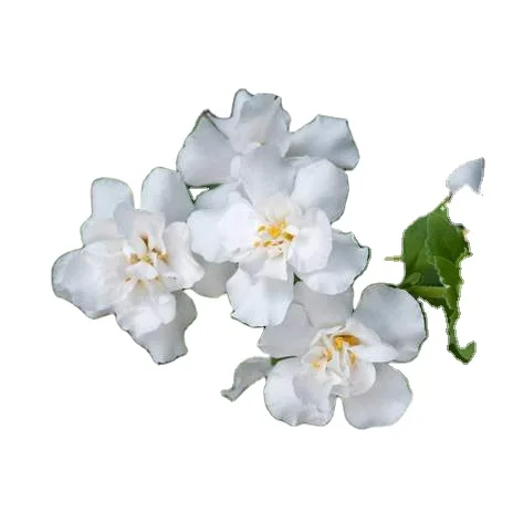 Pure Bacopa Monnieri extract 20% water hyssop Brahmi thyme leaved Gratiola herb of grace Indian pennywort