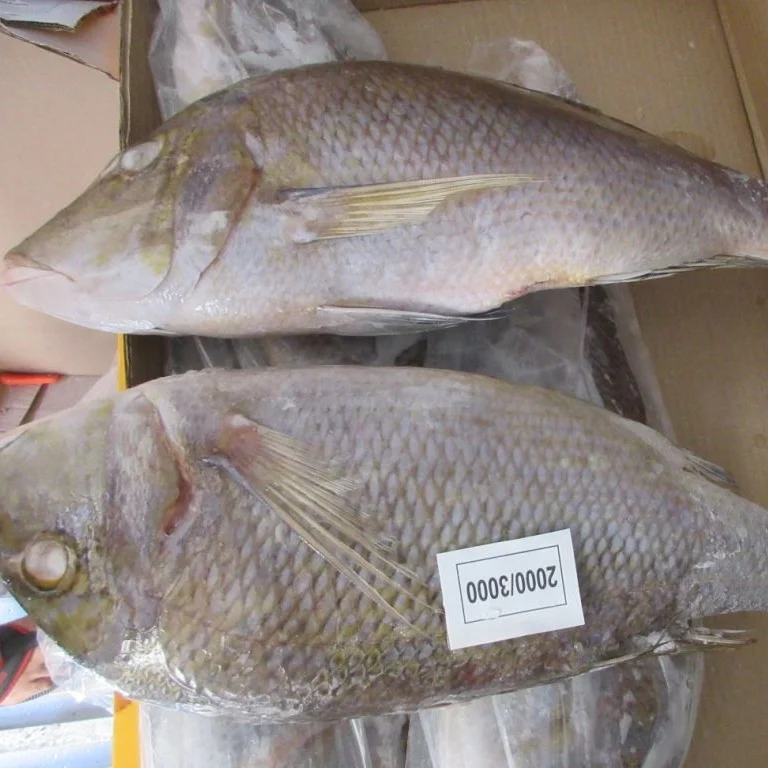 FROZEN EMPEROR FISH IQF