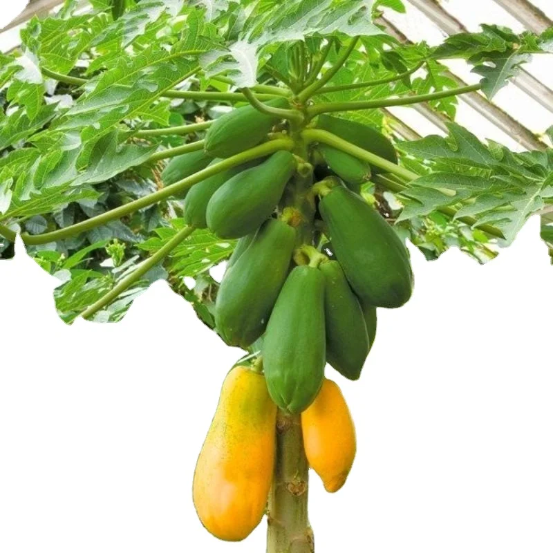 Pink Red Papaya red glory f1