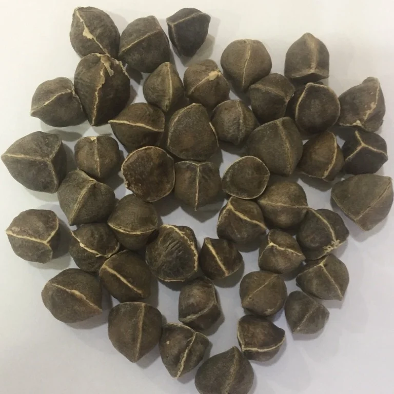 Moringa Seeds