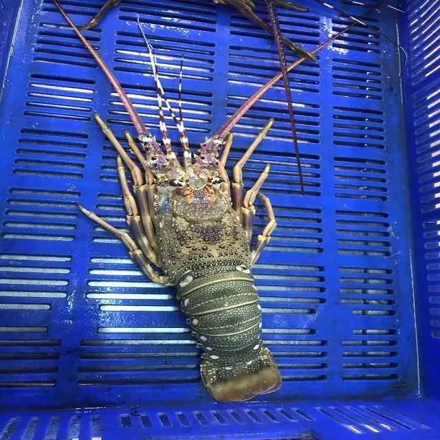 Замороженный Топ гарантированные поставки индийских морепродуктов с лобстером
