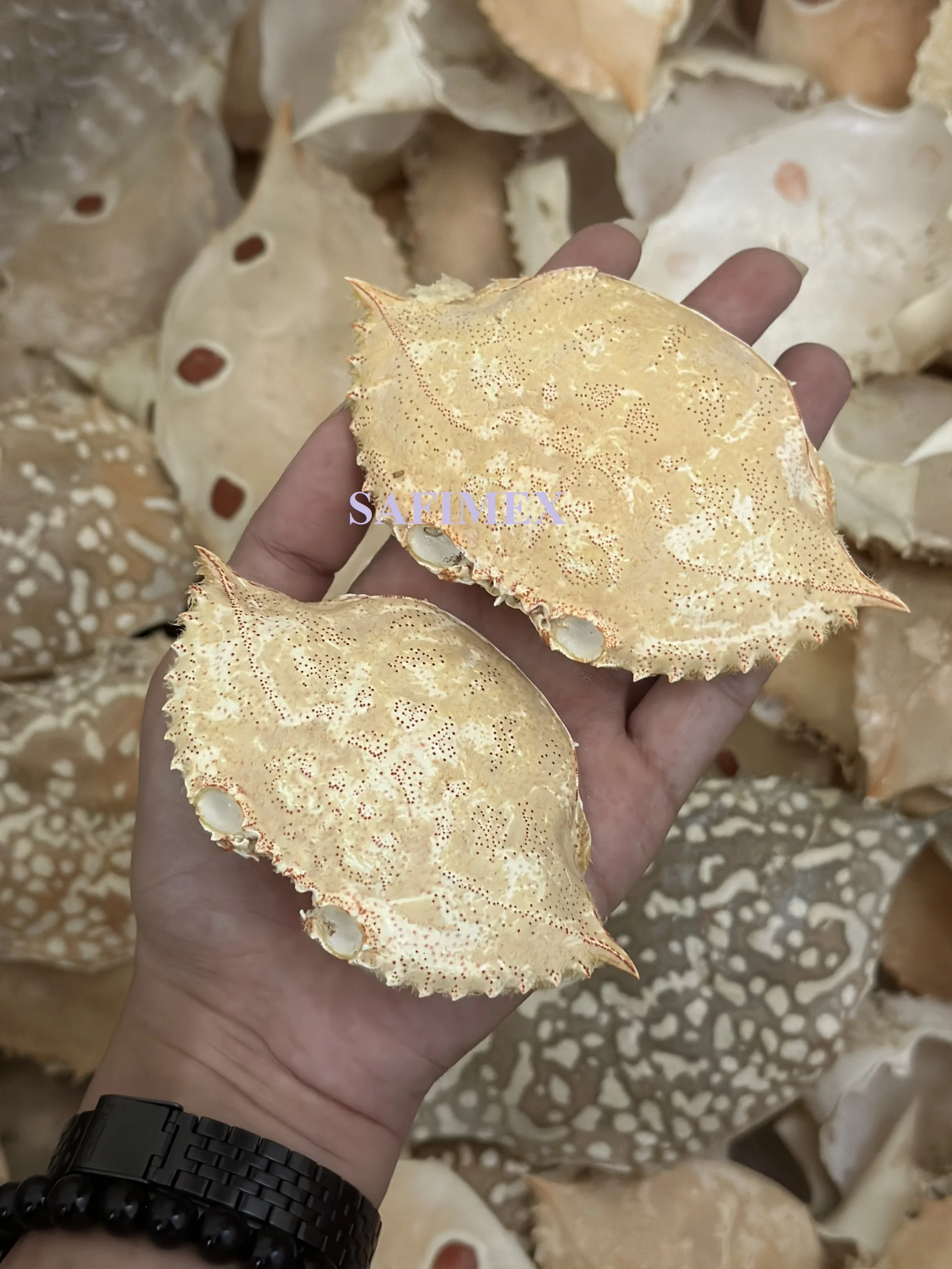 Wholesale Bulk Packaged Crab Shell Seashell Material for Artful Painted Decorations Natural Crafts and Food Stuff Farci