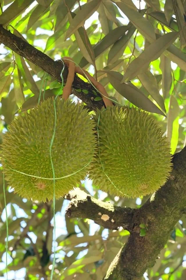 Premium Quality Frozen D197 Musang King Durian For Export Durian Malaysia Frozen Durian High Grade Flesh